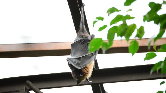 Indian flying fox sleeping on the roof of an old building - Pteropus giganteus