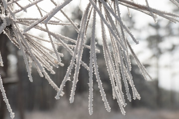 Small twig with frosted pine needles / Snow covered branches of pine needles, on blurred background, close up