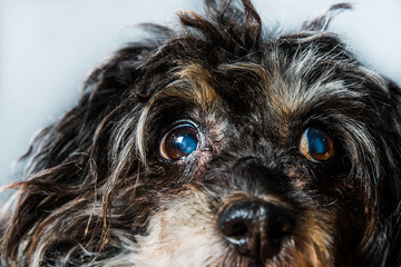 Close-up on the eyes of a dog, cataracts in a dog. Black dog, Chinese Crested cataract. Foggy eyes in the dog, glaucoma, eye diseases, blindness, amblyopia, blindness.