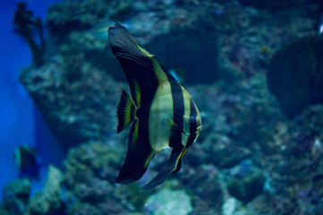 Fototapeta na wymiar fish aquarium