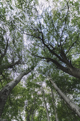 Low wide angle through the branches of green forest during summertime.
