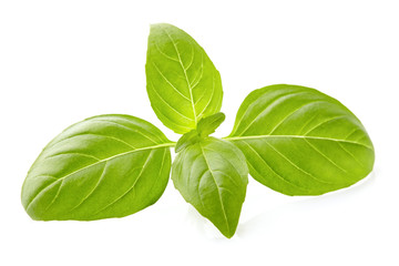 Basil leaves in closeup