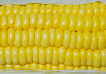 Sweet corn ears background