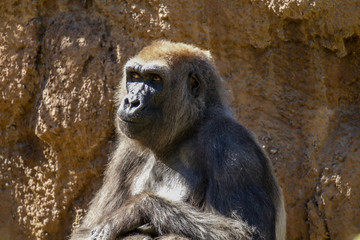 Lowland Gorilla sitting in the sun