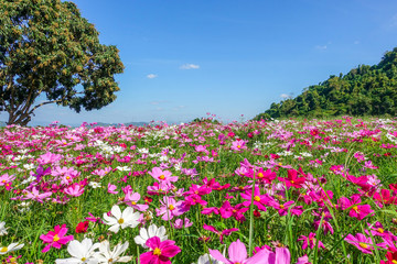 Cosmos flower in field with tree and blue sky