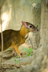 Lesser Mouse-deer