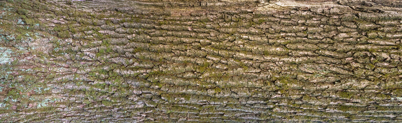 Relief texture of the bark of oak with green moss and blue lichen on it. Panoramic image of a tree bark texture.