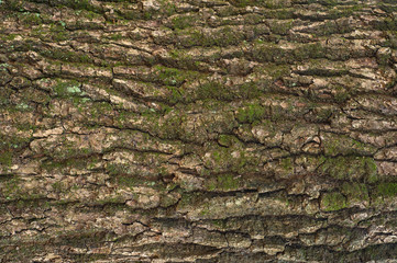 Relief texture of the bark of oak with green moss and blue lichen on it. Image of a tree bark texture.
