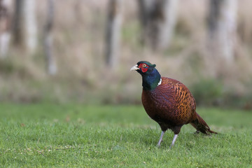 red-necked pheasant from ground level feeding on grass and snow with background, environment, during winter, january in scotland.