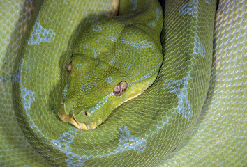 serpent morelia viridis