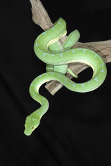 serpent morelia viridis