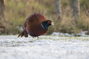red-necked pheasant from ground level feeding on grass and snow with background, environment, during winter, january in scotland.
