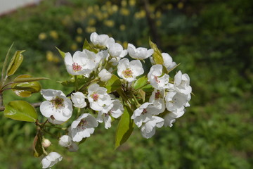 Blooming wild pear in the garden