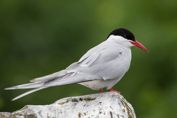 Arctic tern (Sterna paradisae), Farne Islands, Scotland