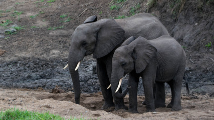 Fototapeta premium African elephant and her baby digging water from sand bed