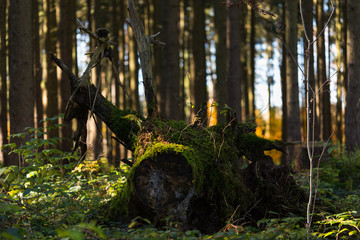 Holzstamm eines gefällten Baumes im Wald