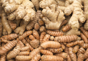 Roots of turmeric and ginger. Curcuma longa and Zingiber officinale