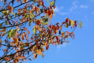 autumn leafs