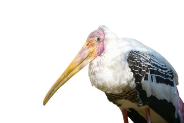 painted stork isolated on white background