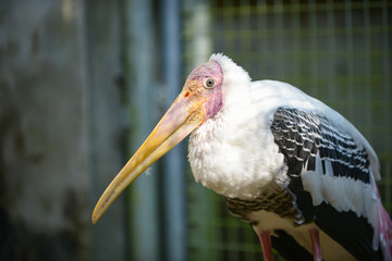 painted stork in the cage