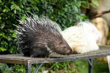 porcupine