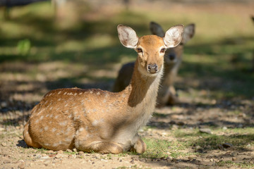 Sika deer