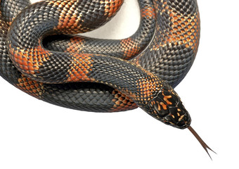 serpent lampropeltis goini