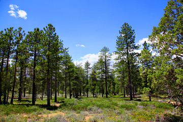 Ponderosa Pine Forest and Meadow in Bryce Canyon National Park