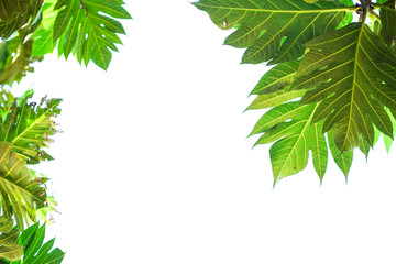 Green leaf on white background included copyspace for add text or graphic in adverstise