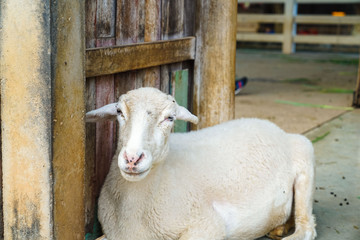 Smile face of sheep in a farm