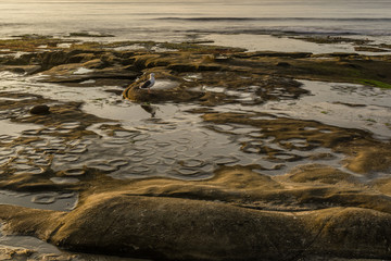 Diverse Beauty Graces the California Coast

