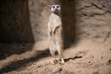 Meerkat