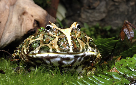 grenouille ceratophrys cranwelli