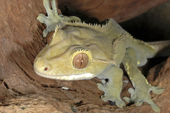 lezard rhacodactylus ciliatus