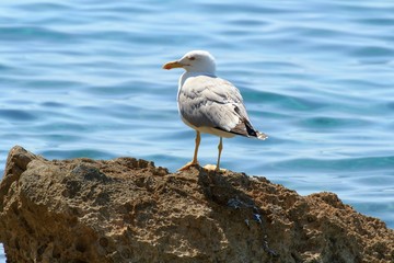 Beautiful gulls on the shore of the Adriatic Sea in Croatia