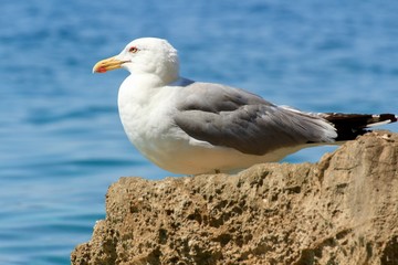 Fototapeta na wymiar Beautiful gulls on the shore of the Adriatic Sea in Croatia