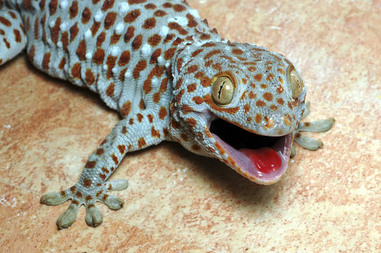 lezard gecko tokay