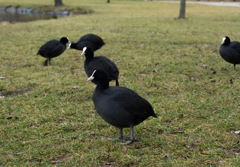 Eurasian coots on grass