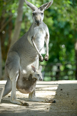 Kangaroo