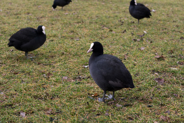 Eurasian coots on grass