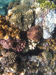 Unterwasserwelt Nha Trang Vietnam