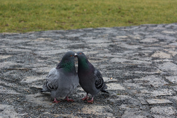 Fototapeta premium Two pigeons dancing