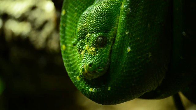 Green tree python - Morelia viridis