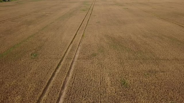 Wheat corn corp aerial view