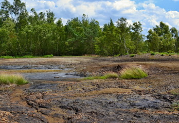 Swamp with islands of grass and forest in the background, national nature reserve Soos, Czechia