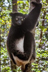 Indri Indri (Babakoto)