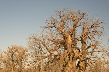 Baobab plant in the african savannah with clear blue sky. Botswana, one of the most attractive travel destination in Africa.