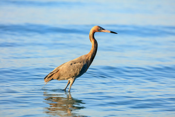 Tricolored heron, Egretta tricolor, standing in water, see straight ahead