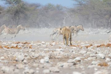 Lion and Zebras running away, defocused in the background. Wildlife safari in the Etosha National Park, Namibia, Africa.