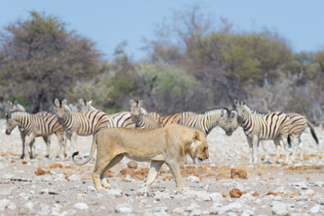 Obraz na płótnie Canvas Lion and Zebras running away, defocused in the background. Wildlife safari in the Etosha National Park, Namibia, Africa.